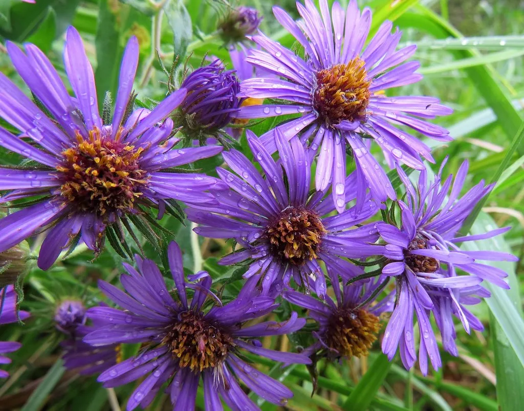 5 - New England Aster (Symphyotrichum novae-angliae) (Image Credits: Flickr)
