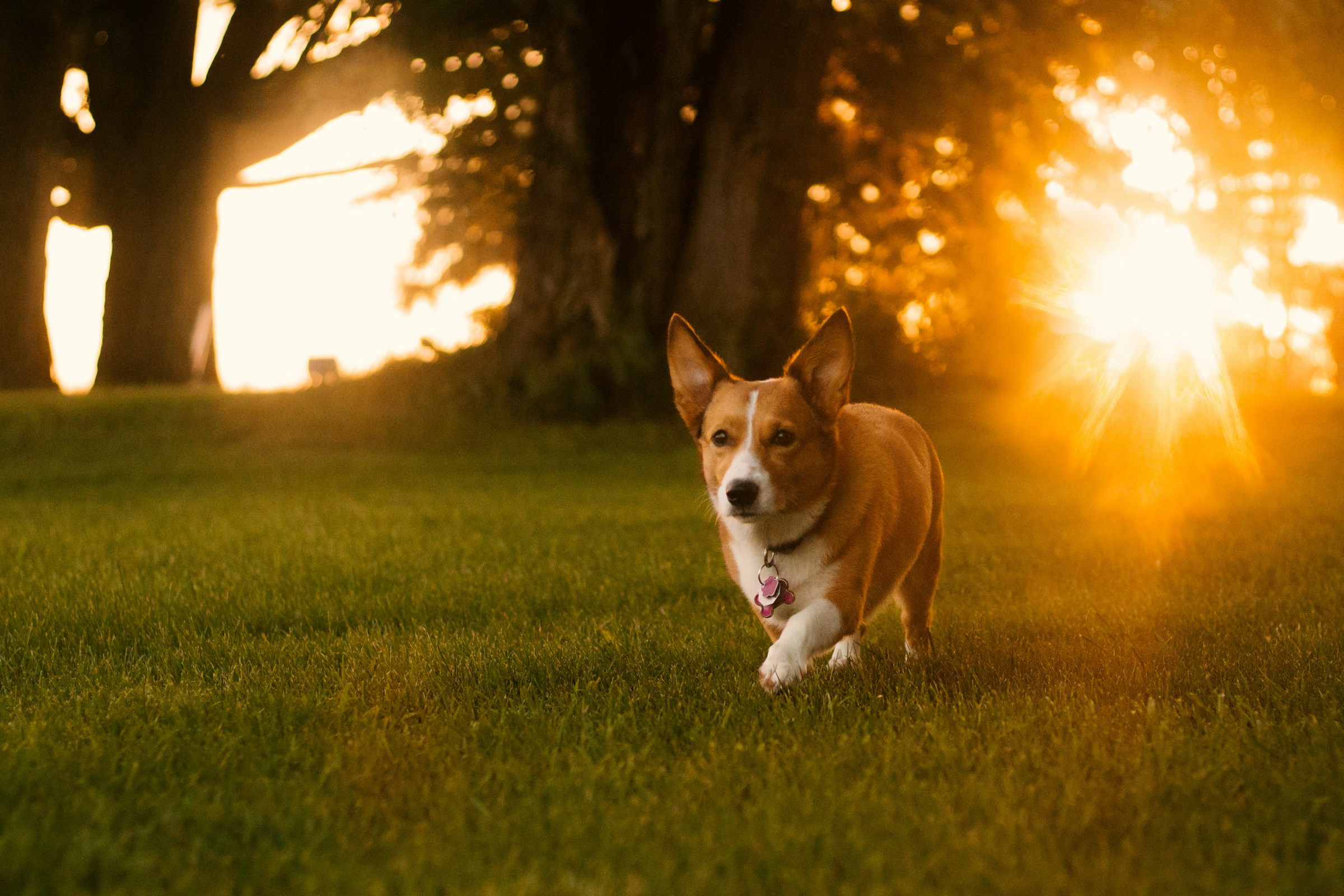 13 Summer Dangers That Send More Dogs to the Vet Than Anything Else