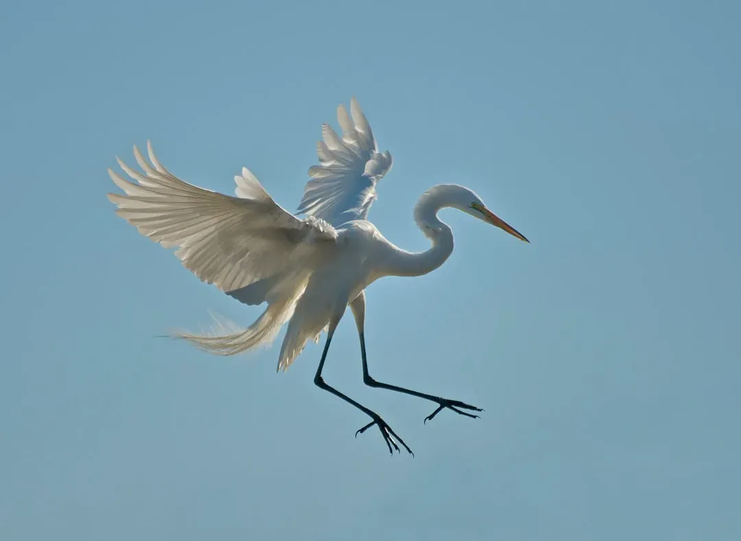 #5 Leo: The Crane (Image Credits: Unsplash)