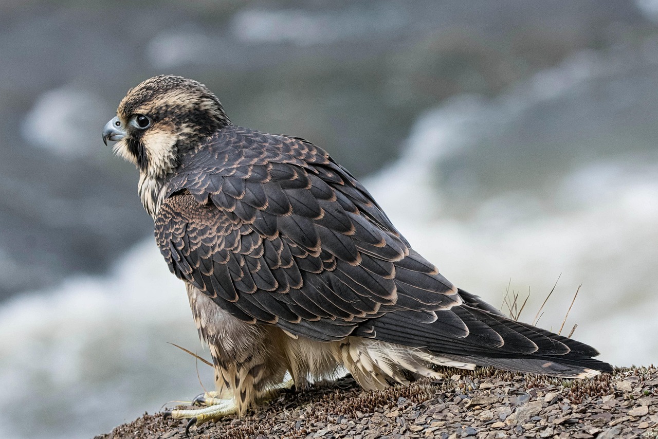 Ultra-Sharp Focus in the Moment (Image Credits: Pixabay)