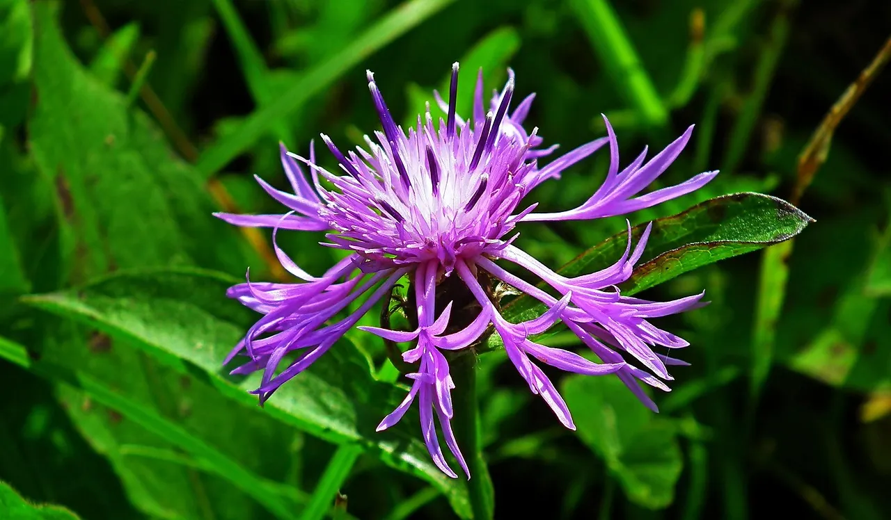 #5 Wild bergamot (Image Credits: Pixabay)