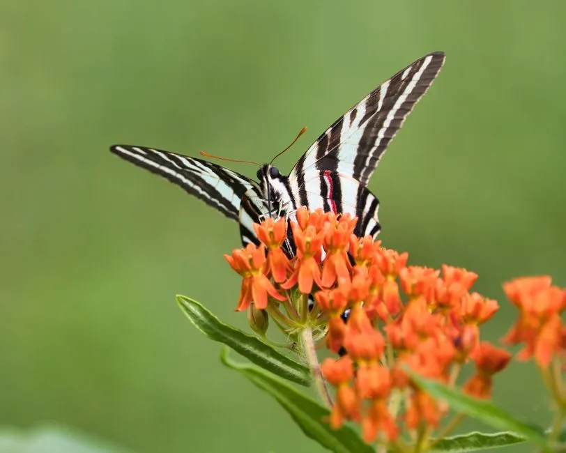 7. Native Pawpaw (Asimina triloba): The Hidden Host for Zebra Swallowtails (Image Credits: Pexels)