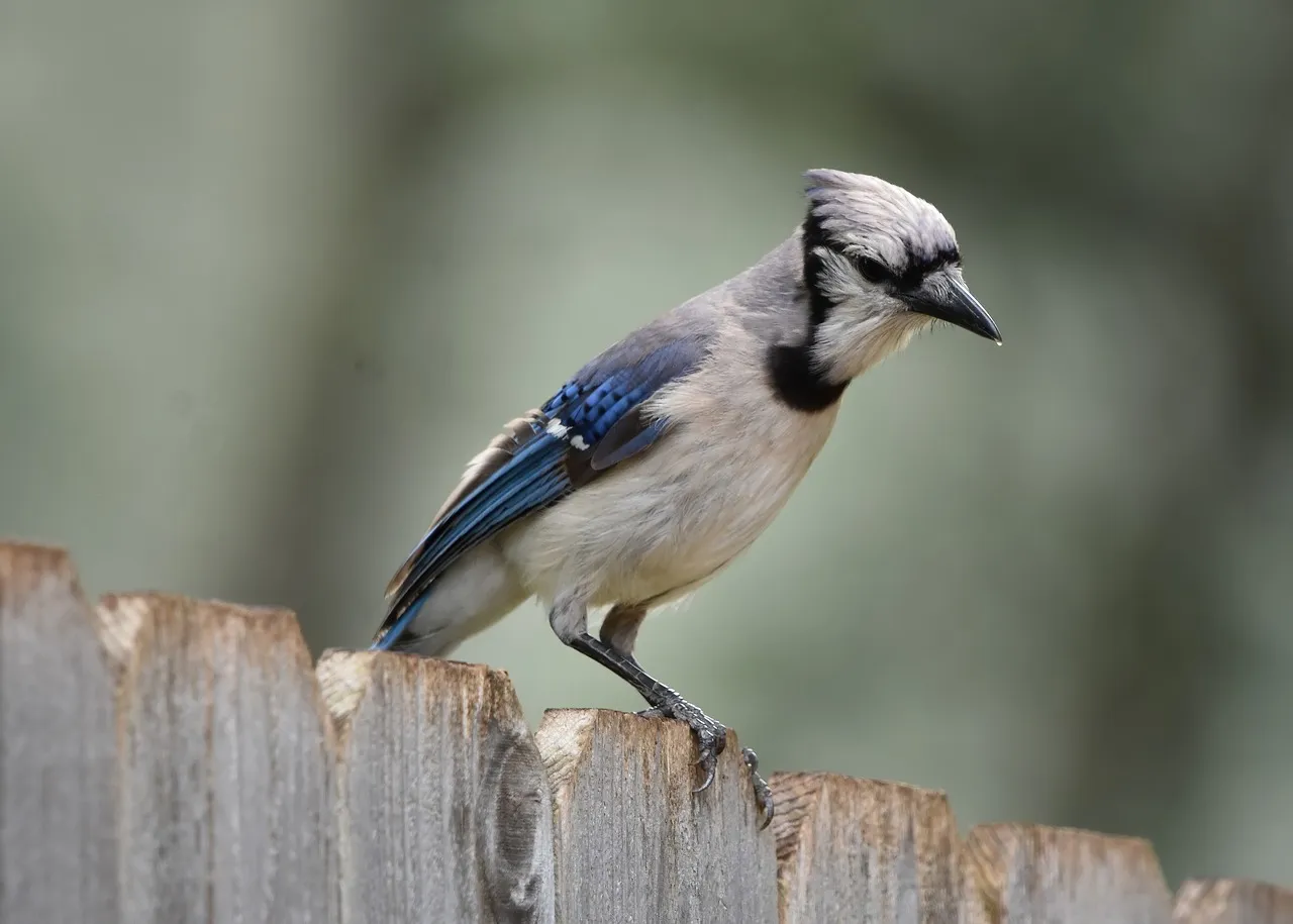 Watchful waiting: the silent sentinel instinct (Image Credits: Pixabay)