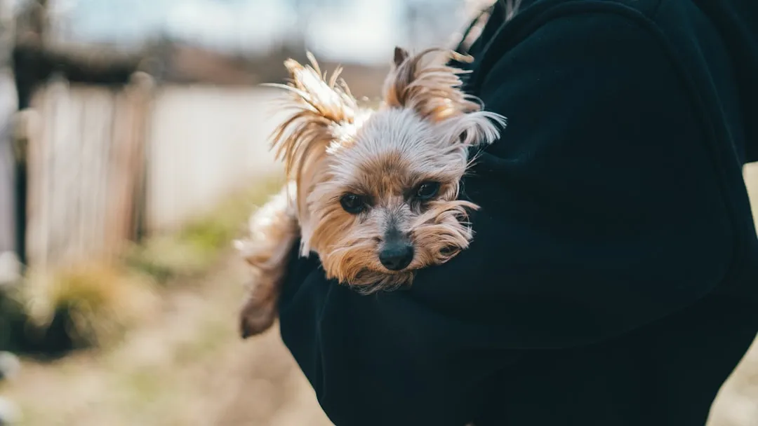 #12 - Asking to Be Carried More Often (Image Credits: Unsplash)
