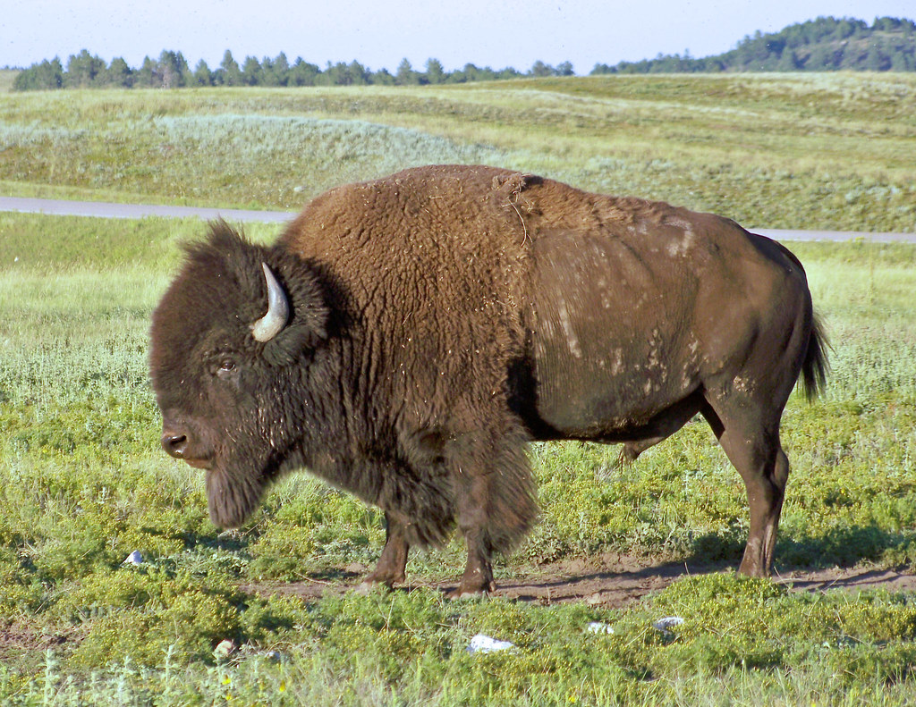 Wind Cave National Park: The Genetic Goldmine (Image Credits: Flickr)