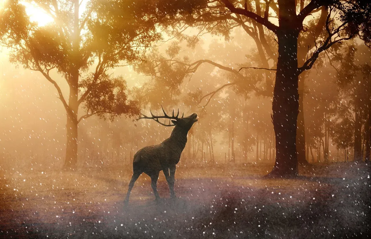 Safety from Predators During Twilight Hours (Image Credits: Pixabay)