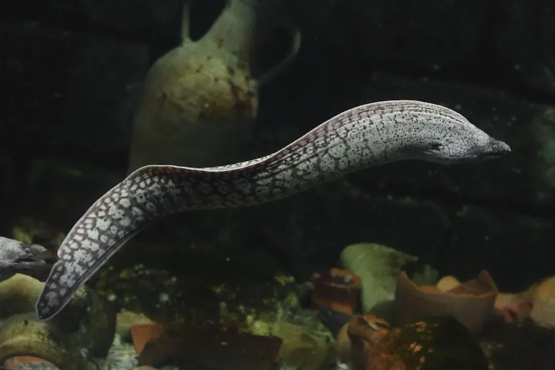 The Electric Eel's Living Battery (Image Credits: Unsplash)