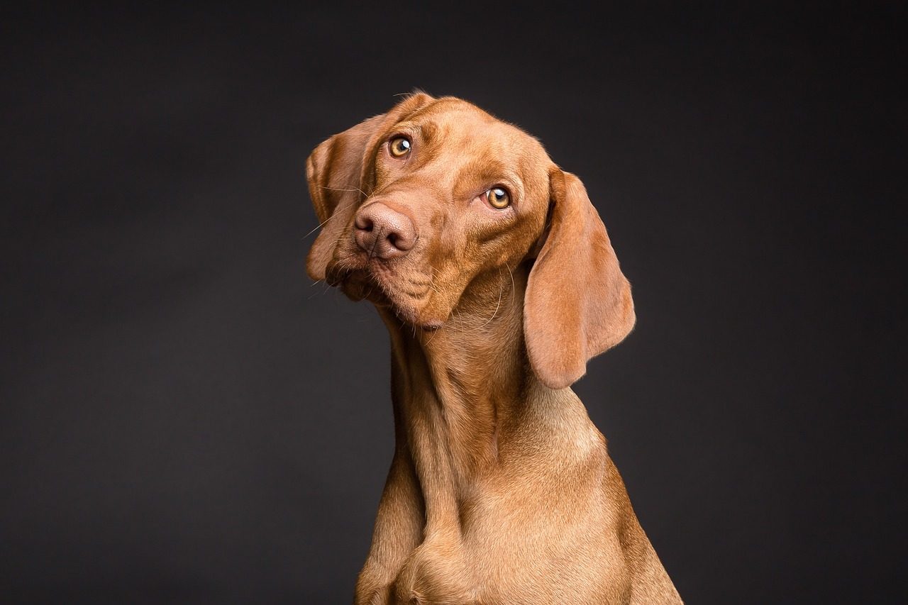 When Head Tilting Becomes a Concern (Image Credits: Pixabay)