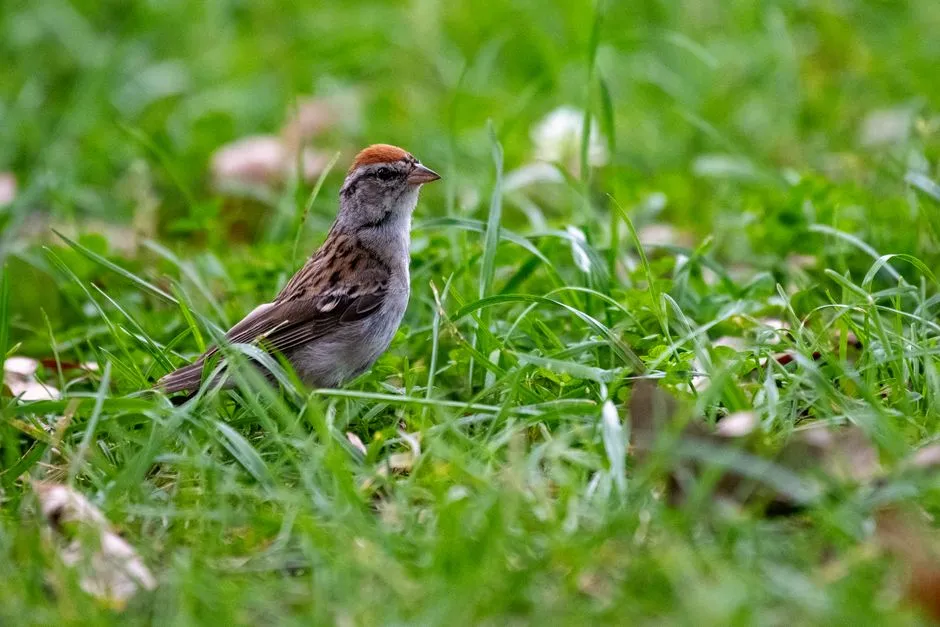 #7 - Chipping Sparrow: The Lawn Regular That Stopped Nesting Nearby (Image Credits: Pexels)