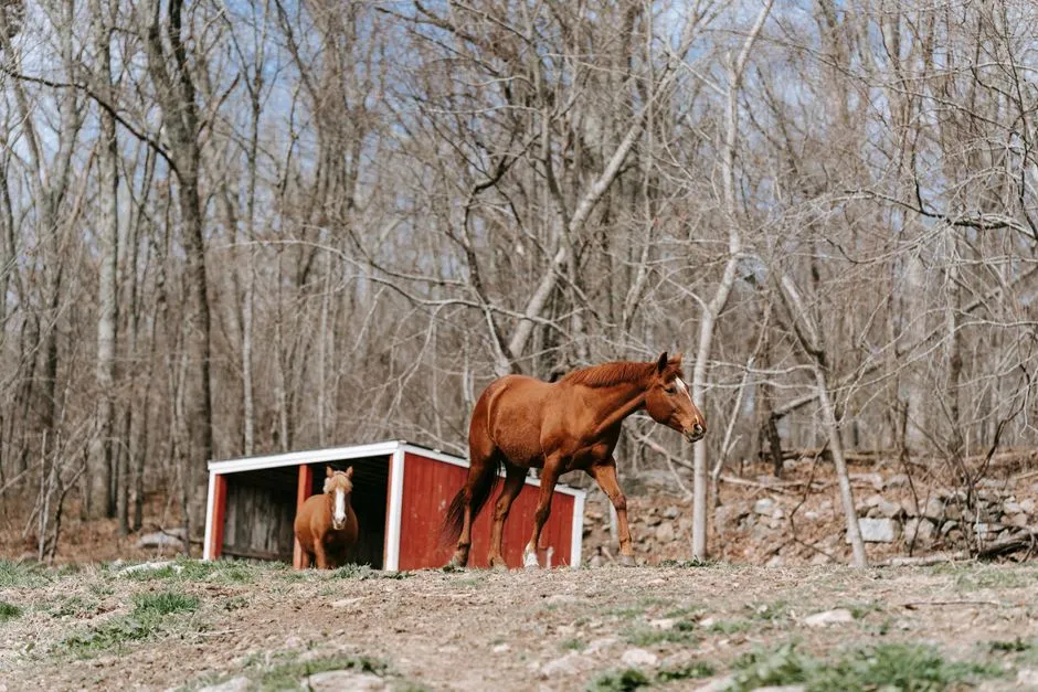 #2 - The "Stickiness" When You Try To Leave The Barn (Image Credits: Pexels)