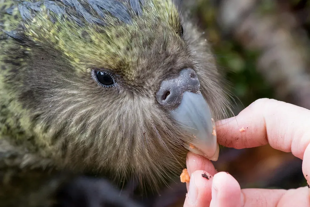They're the World's Heaviest and Only Flightless Parrot (Image Credits: Flickr)