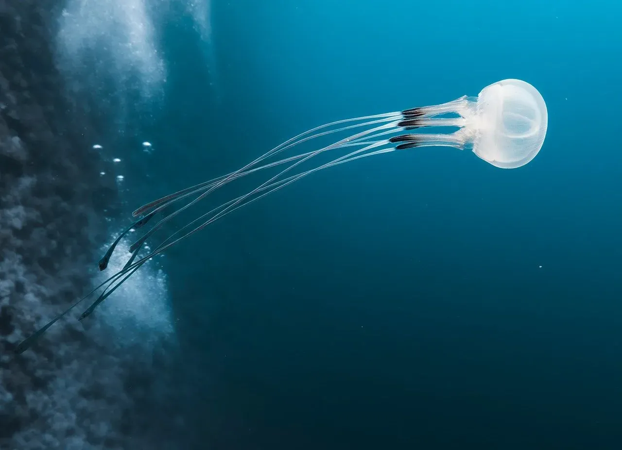 8. Box Jellyfish - The Most Dangerous Thing You Can't See Coming (Image Credits: Pixabay)