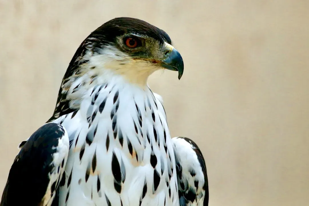 The Ram: Aries and the Falcon Spirit (Image Credits: Unsplash)