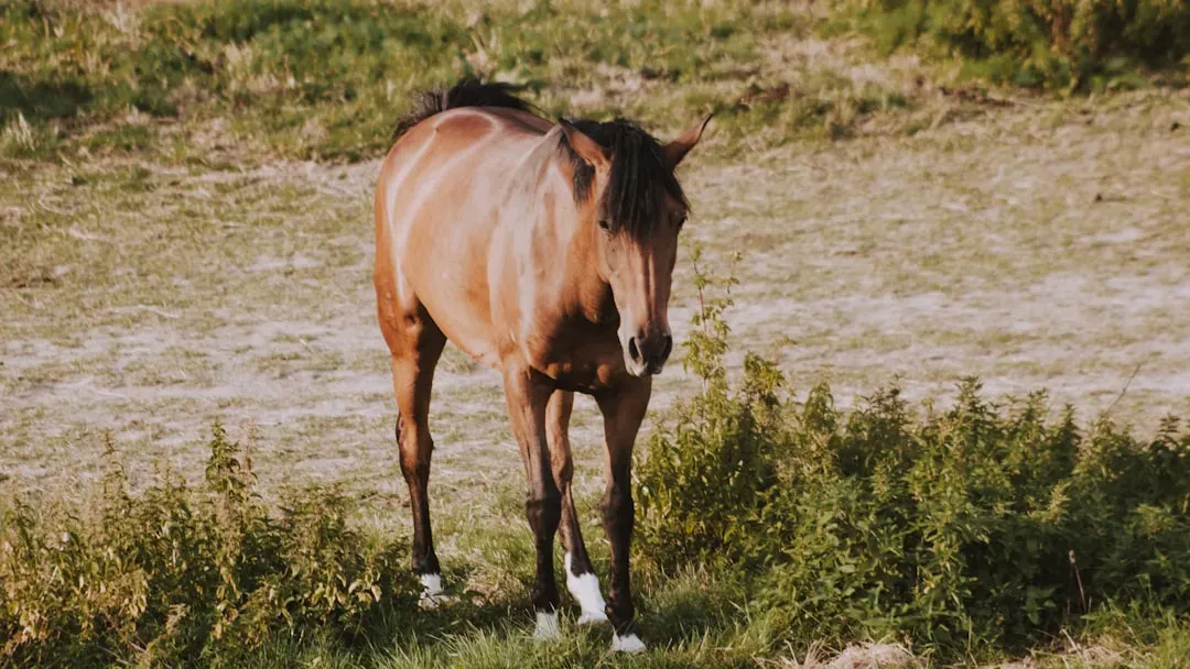 Walking a Colicky Horse Prevents Intestinal Twists (Image Credits: Unsplash)