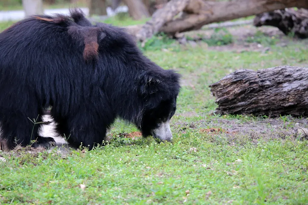 A Regulated Hunting Season Reflects How Far the Recovery Has Come (cuatrok77, Flickr, CC BY-SA 2.0)
