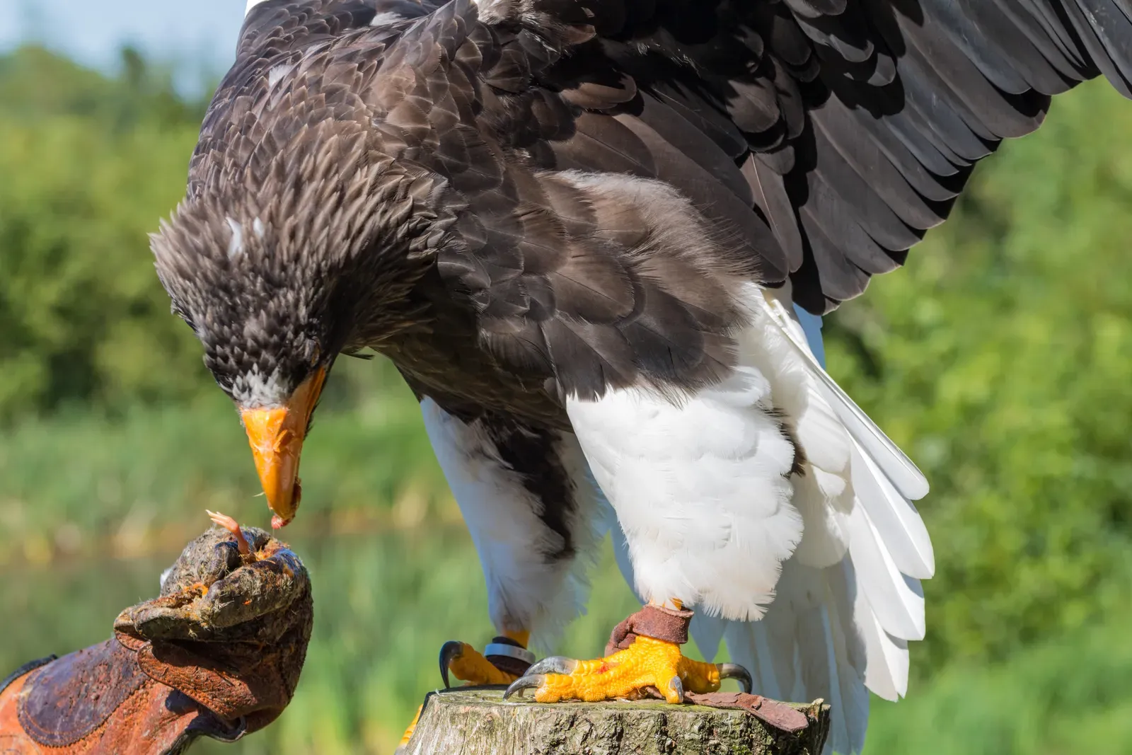 Fact 4: Its Talons Can Pierce Straight Through a Human Arm (Steller&acute;s Sea Eagle, CC BY-SA 2.0)