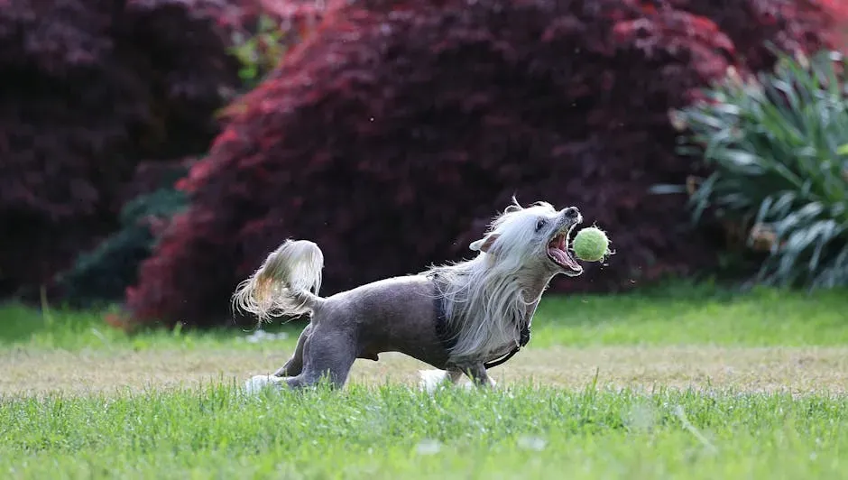 7. Chinese Crested (Image Credits: Pexels)