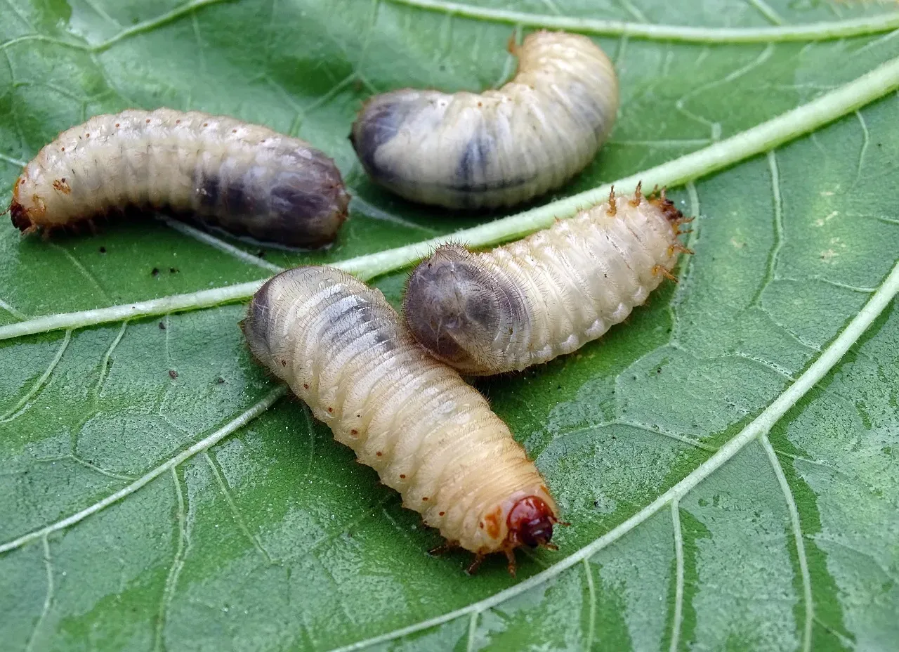 5. Cutworms: The Silent Root Saboteurs (Image Credits: Pixabay)