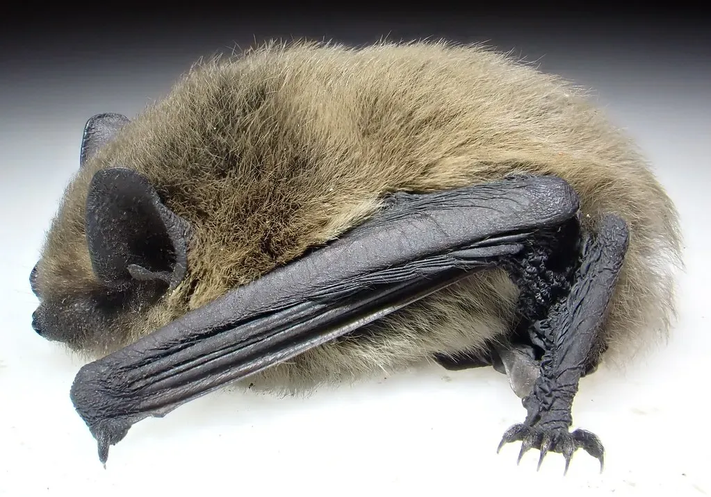 The Big Question Behind Bat Evolution (Image Credits: Flickr)