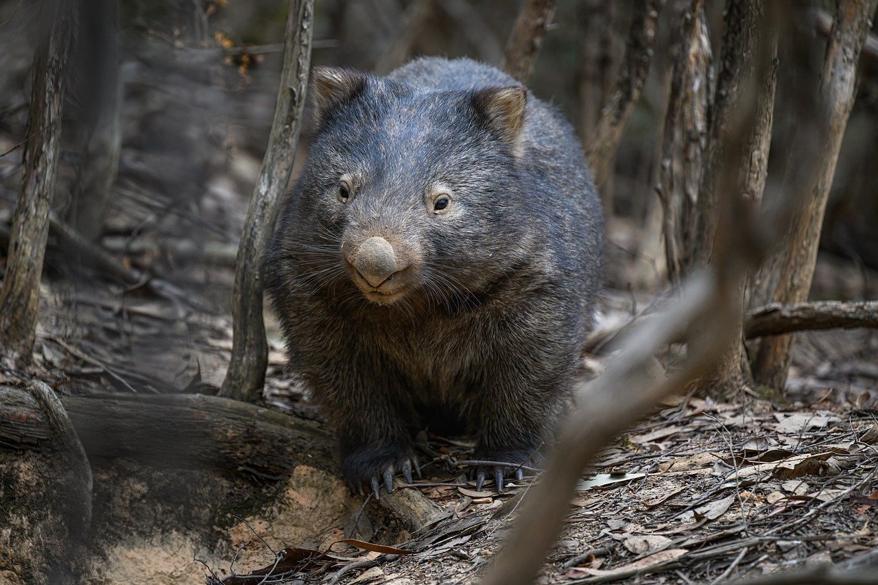 The Wombat: The Cube-Pooping Engineer (Image Credits: Pixabay)