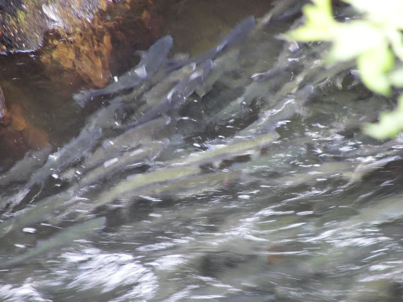 Salmon's Remarkable Homing Instinct (By Wknight94, CC BY-SA 3.0)