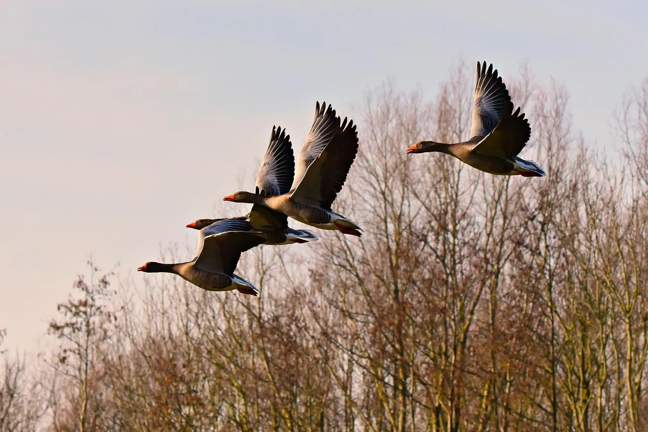 #11 - Whole Forests Are Migrating - And Nobody Told the Maps (Image Credits: Pixabay)