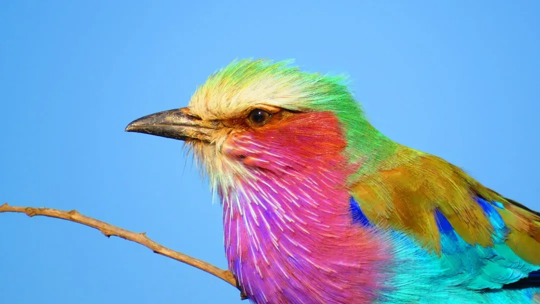 Lilac-Breasted Roller: Africa's Airborne Sunset (Image Credits: Unsplash)