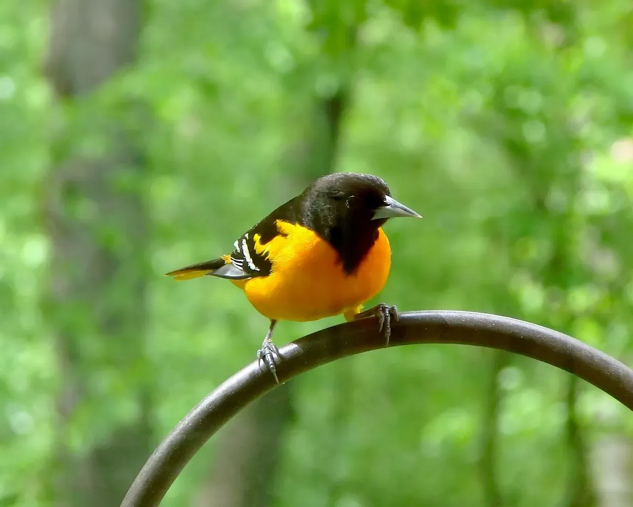 4. The Baltimore Oriole: The Flame-Colored Architect (Image Credits: Pixabay)
