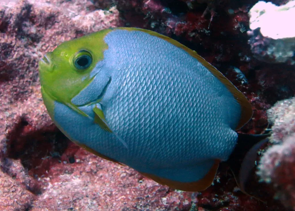 12. The Masked Angelfish: Hawaii's Most Exclusive Resident (NOAA Photo Library, Flickr, CC BY 2.0)