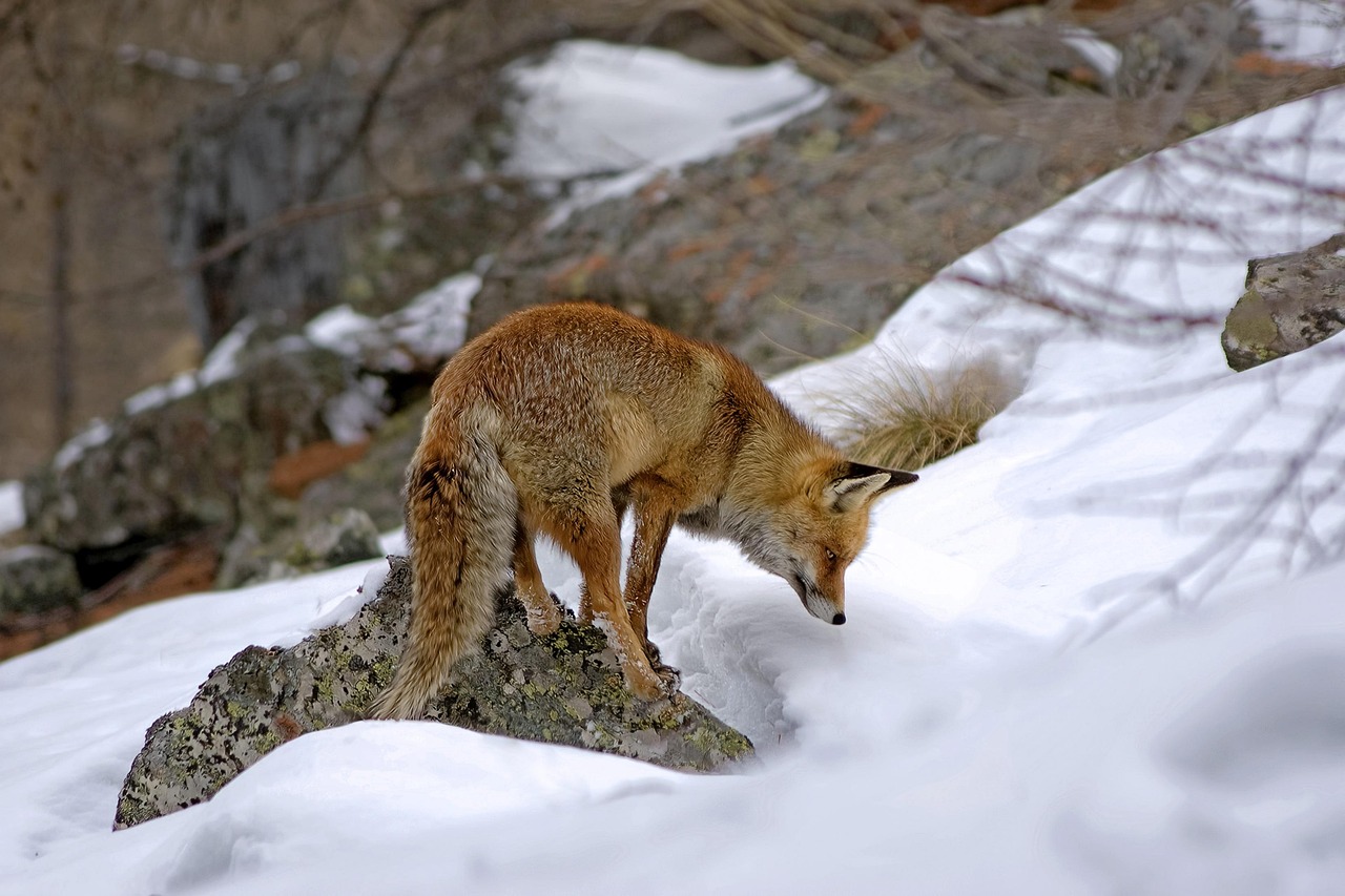 The High-Mountain Sierra Fox (Image Credits: Pixabay)