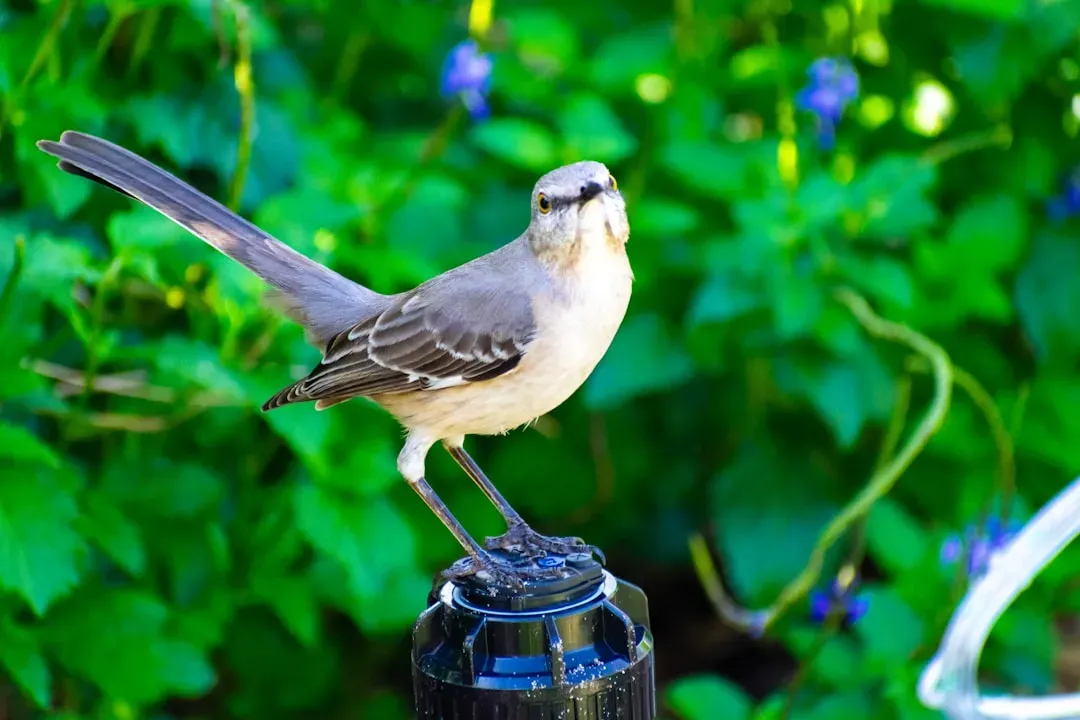 #7: They Mimic Far More Than Just Other Birds (Image Credits: Unsplash)