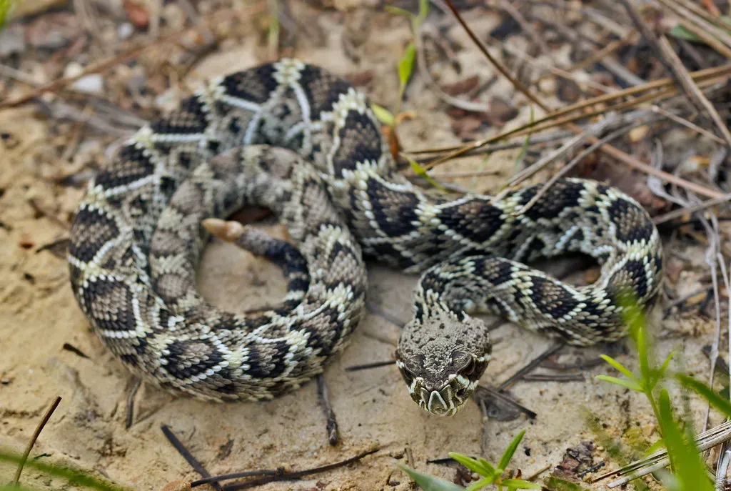 2. Eastern Diamondback Rattlesnake - Silent, Deadly, and Everywhere (2ndPeter, Flickr, CC BY 2.0)
