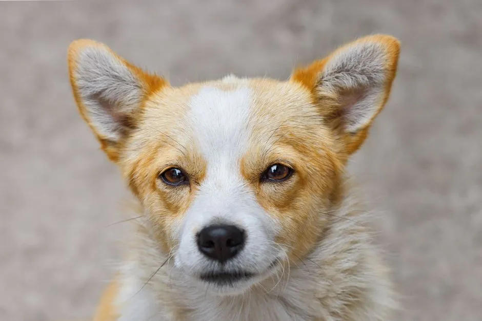 #1 - The Long, Soft Stare That Isn't What You Think (Image Credits: Pexels)