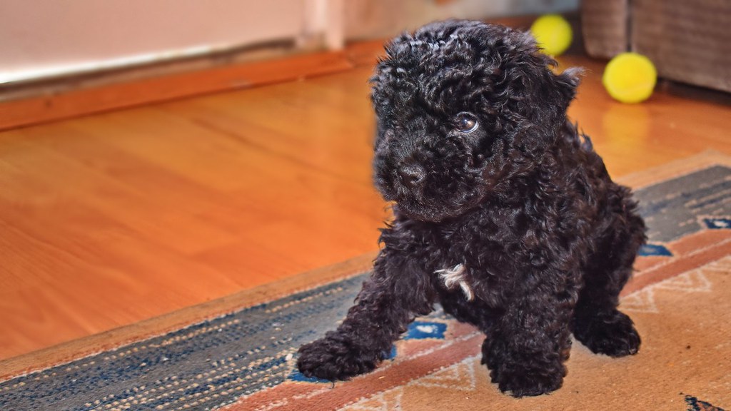 6. Toy Poodle (Image Credits: Flickr)