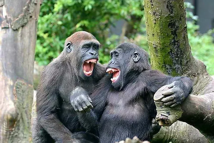 Gorillas: Big Bodies, Surprisingly Delightful Giggles (Image Credits: Flickr)