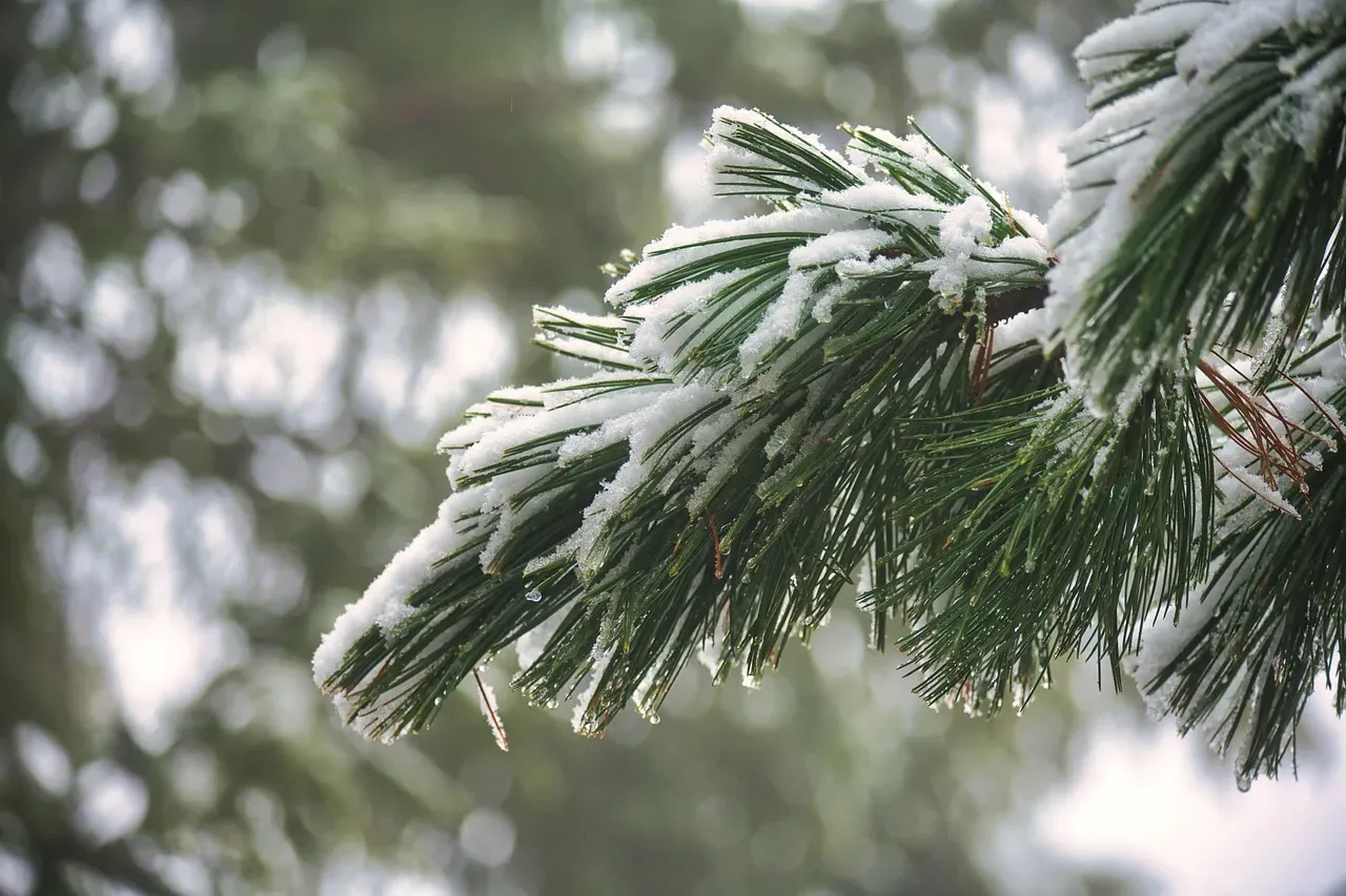 #2. Eastern White Pine (Pinus strobus) (Image Credits: Pixabay)