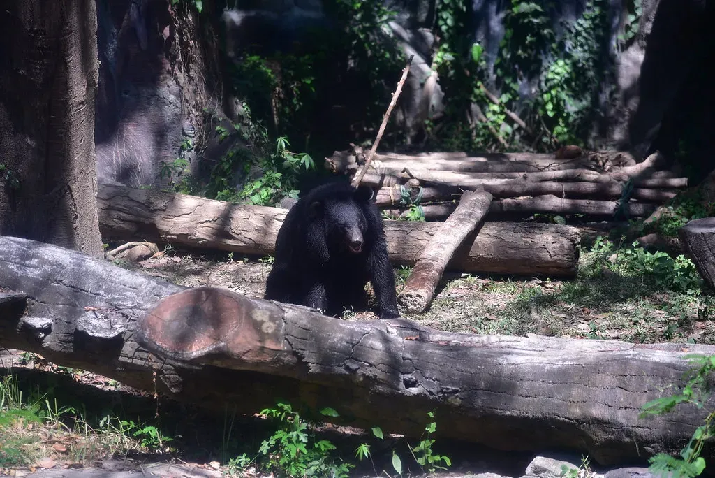 10. They Are the Least Studied Bear in the World (shankar s., Flickr, CC BY 2.0)