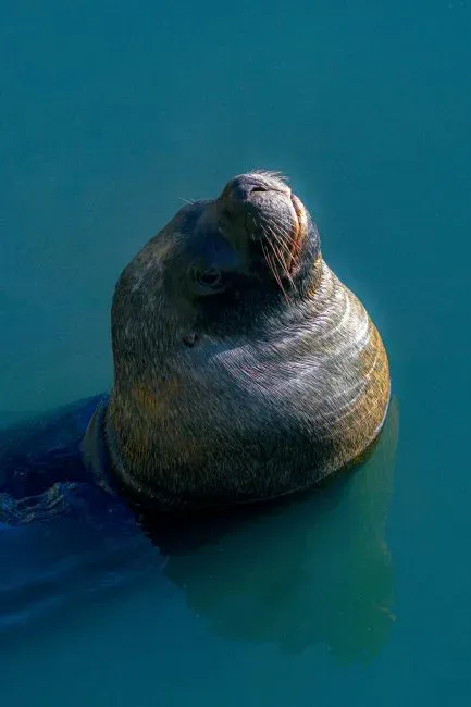 4. Steller's Sea Cow (Bering Sea, Extinct 1768) (Image Credits: Pexels)