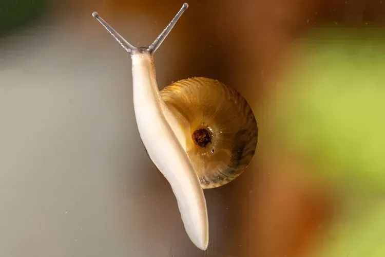 The Snail That Refused to Disappear (Image Credits: Chester Zoo)
