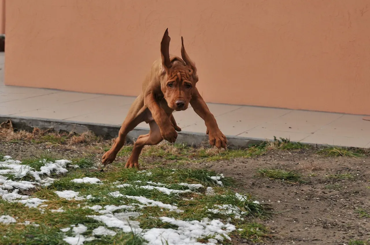 8. Vizsla - The Velcro Dog With a Need for Speed (Image Credits: Pixabay)