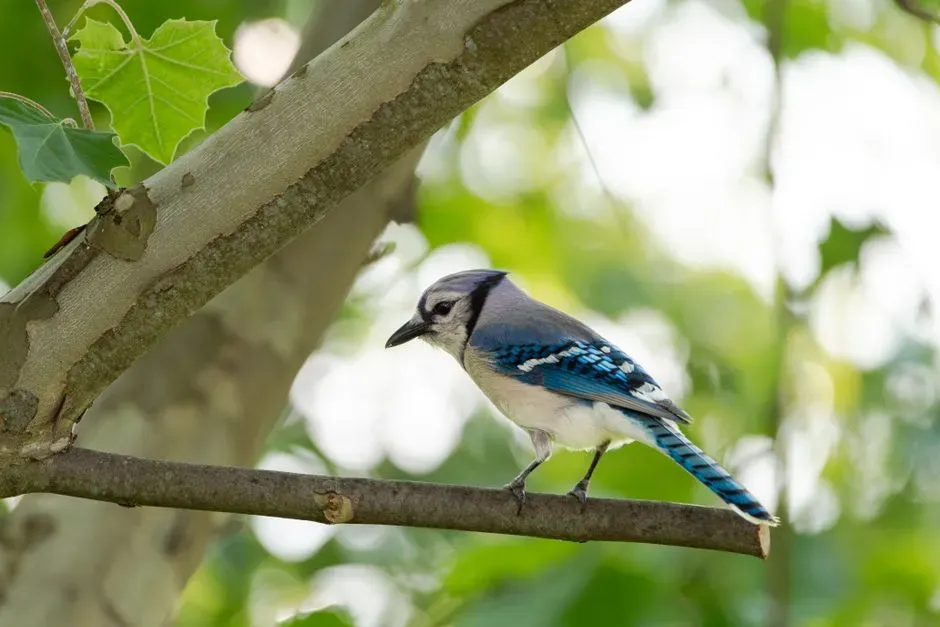 Mimicry as an Extra Layer of Defense (Image Credits: Pexels)