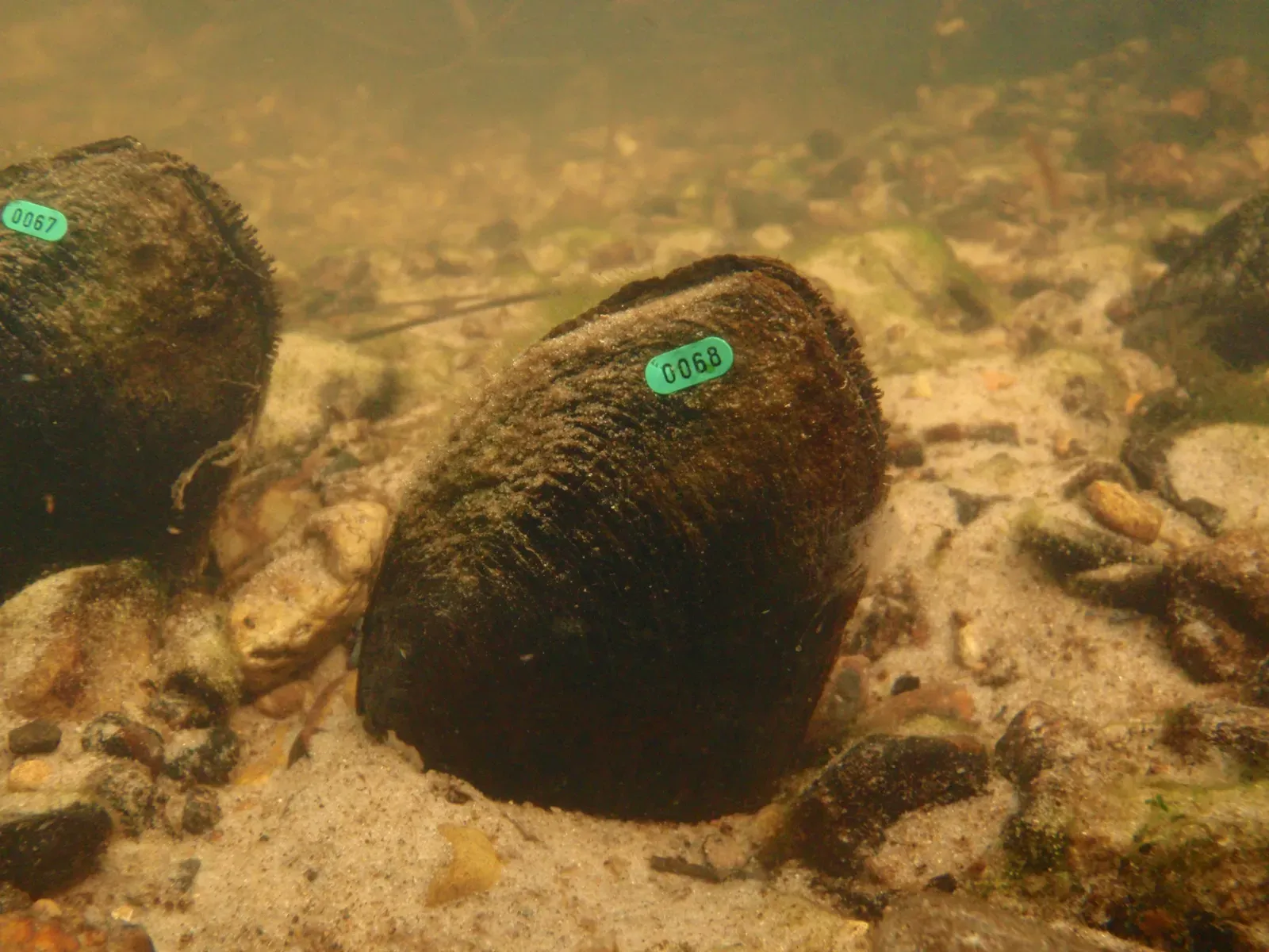 6. Louisiana Pearlshell Mussel (Mature Louisiana Pearlshells in Natural Environment IUploaded by AlbertHerring, Public domain)