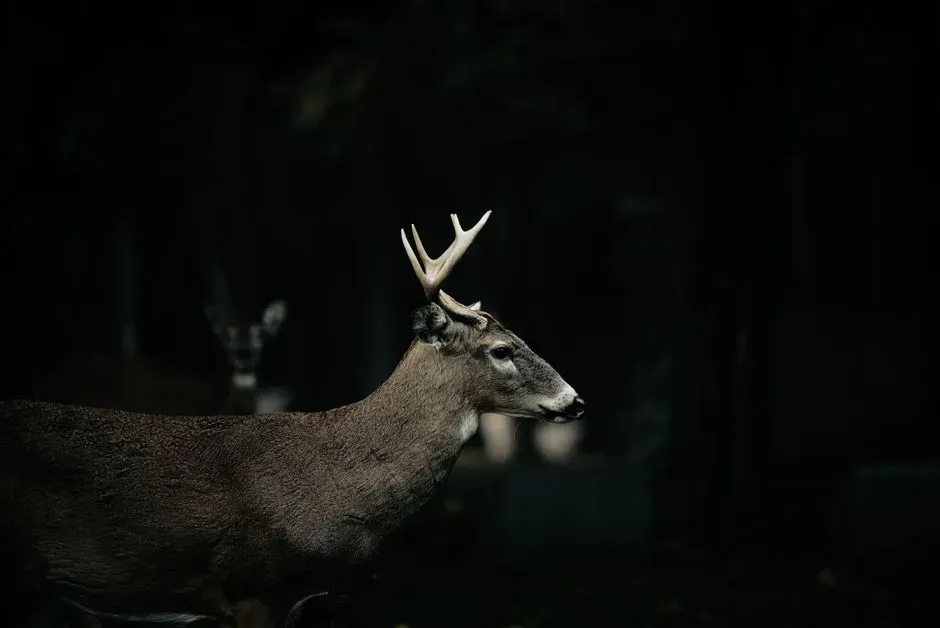 Fewer Human Interruptions After Dark (Image Credits: Pexels)