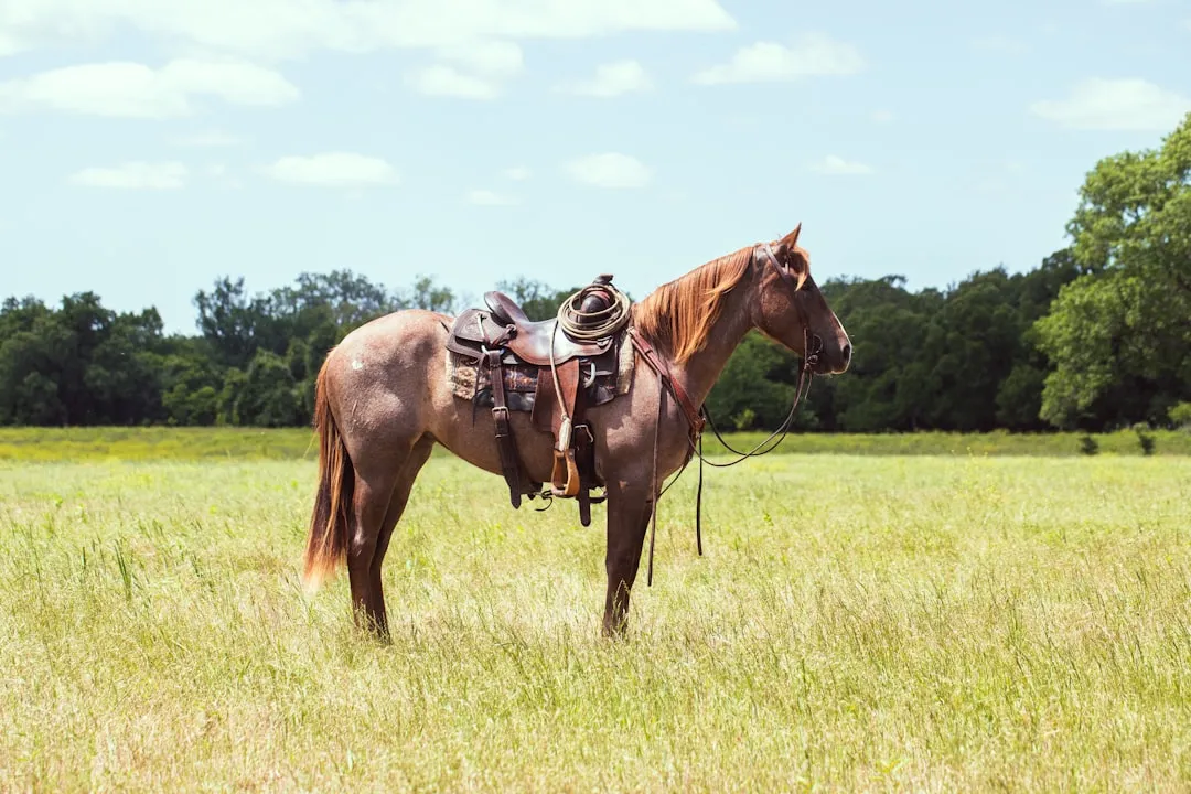 #11 - Standardbred (Fresh Off the Track): Underestimated, But Not Automatically Easy (Image Credits: Unsplash)