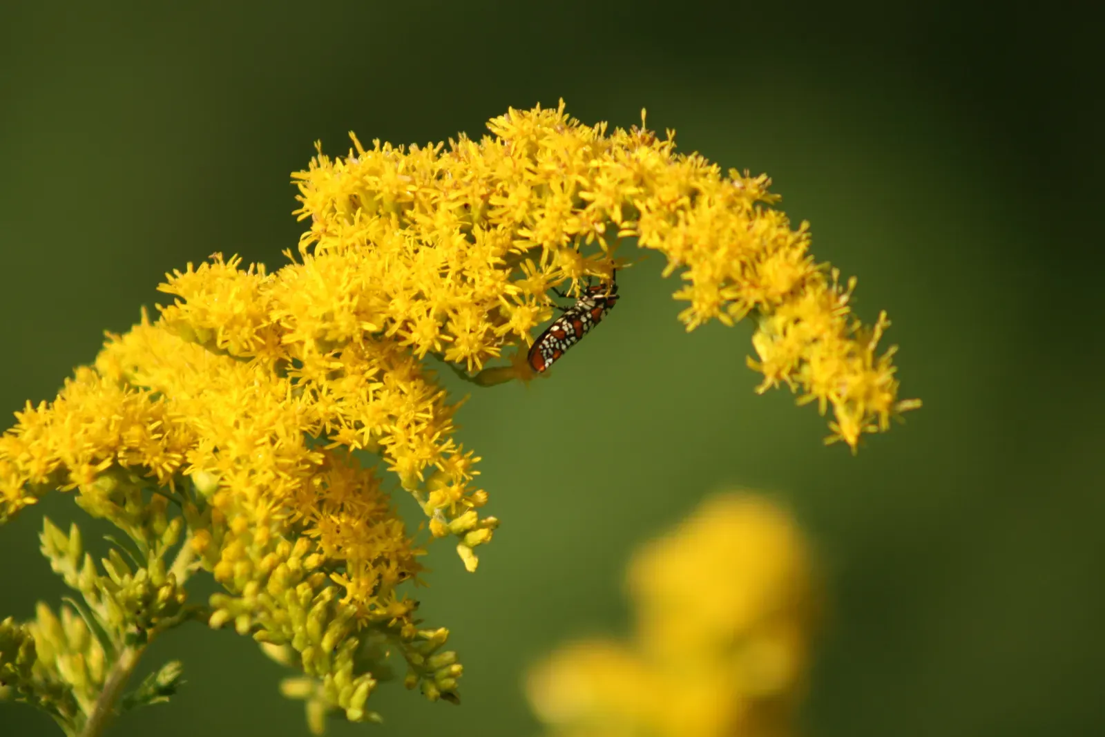 Kentucky Goldenrod: Success Against the Odds (Image Credits: Wikimedia)