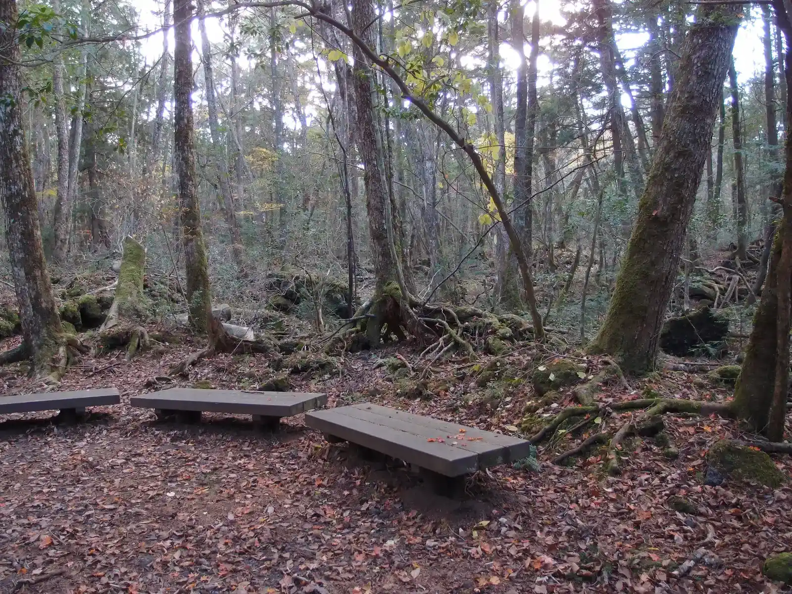 Aokigahara Forest, Japan (Image Credits: Wikimedia)