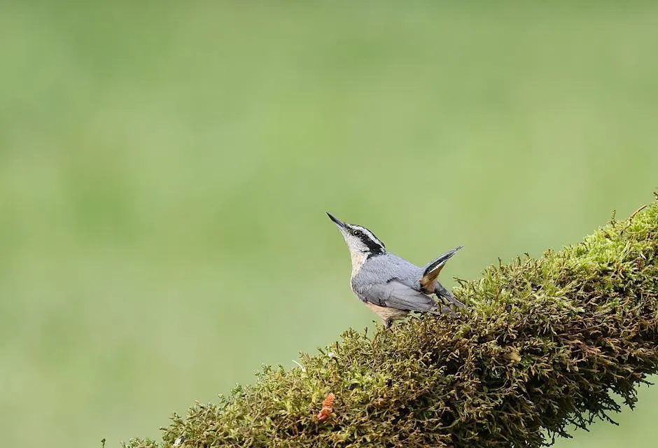 #10: The Family Spans the Globe, but Some Species Are Critically Rare (Image Credits: Pexels)