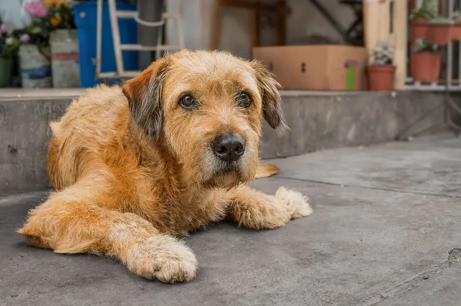3. Canine Cognitive Dysfunction Syndrome (Image Credits: Pexels)