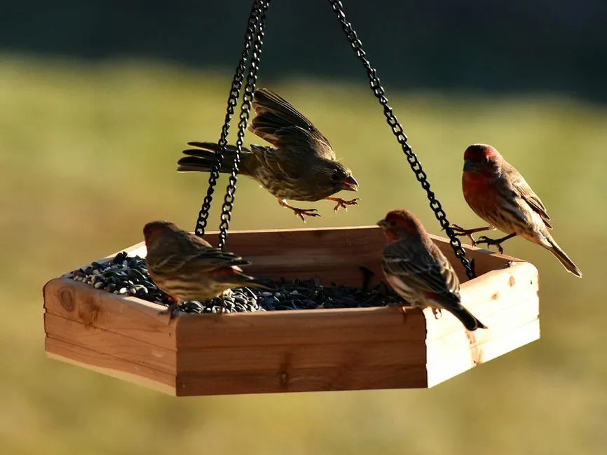 17. Handcrafted Cedar Hanging Feeder: The One That Ages Like a Fine Wine (Image Credits: Pexels)