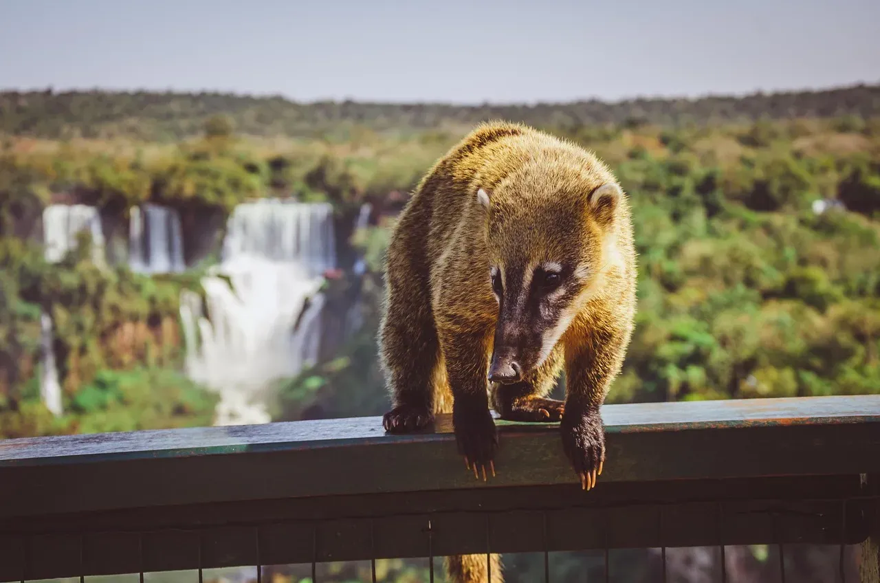 Conclusion: The Coati's Place in Our World (Image Credits: Pixabay)